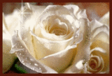 roses-desi-glitters-92