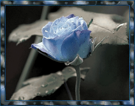 Blue Rose - Glitter