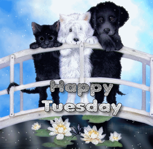 Happy Tuesday Dog And Cat Image