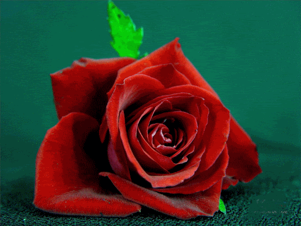 Red Rose Flower Glitter - DesiGlitters.com